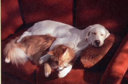 des amis